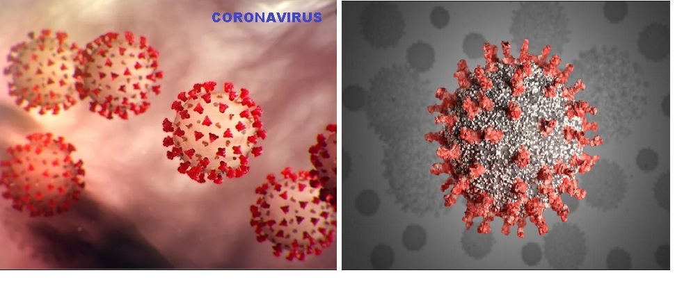 corona virus oendamic